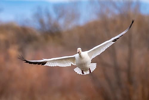 USA, New Mexico, Bosque Del Apache National Wildlife Refuge. Snow goose in flight. Art Print